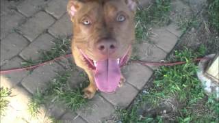 red nose pitbull rest in peace willis