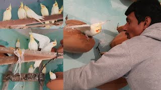 Download lagu Extraordinarily cockatiel Breeding & Colony Developed in a Very Short Time /Seba Work For Helpless. mp3