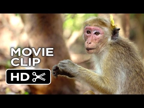 Monkey Kingdom (Clip 'We're the Monkeys')