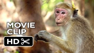 Monkey Kingdom Movie CLIP - We're the Monkeys (2015) - Disneynature Documentary HD