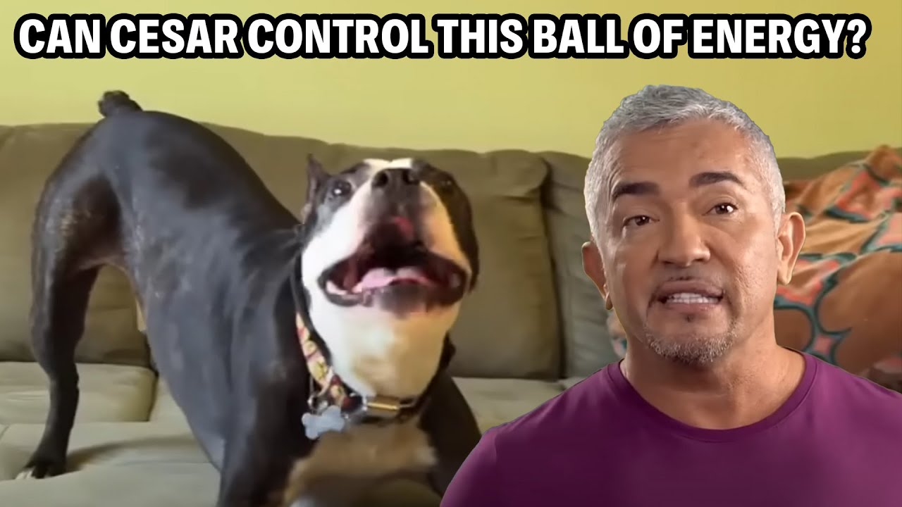 This Trouble-Making Pup Chews EVERYTHING... Even the Walls! | Cesar 911 Throwbacks
