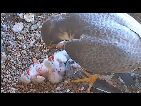 Peregrine Falcon Zamora Spain - Pierwsze karmienie 🐥🐥🐥🥰