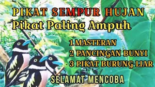 Download lagu suara pikat burung sempur hujan paling ampuh mp3