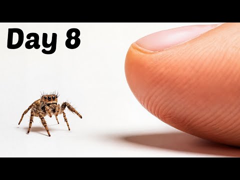 The Process of Making Friends With a Tiny Spider