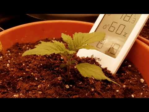 Timelapse of Purple Lemonade Auto from FastBuds
