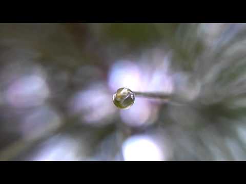 Drop of Water at the End of a Pine Tree Needle