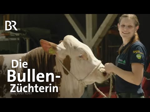 , title : 'Bullen-Versteigerung: Zuchtviehauktion in der Oberpfalz | Landwirtschaft | BR | Rinder | Kühe'