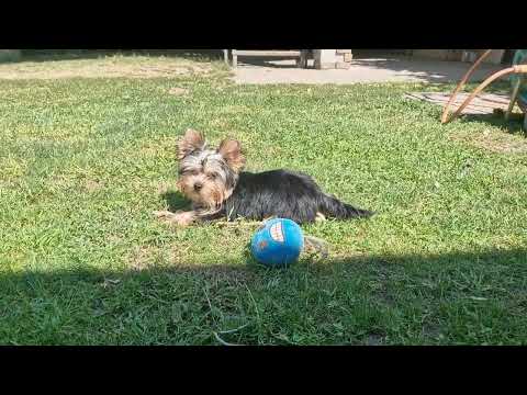 Yorkshire Terrier puppy for sale