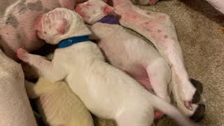 Mata Dogo Argentino 4 days old puppies
