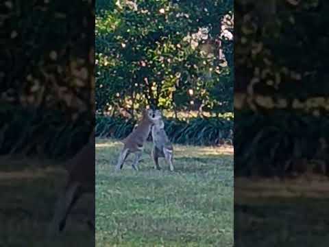 Roo Rumble by the River | 🏡 *House-Sitting Diaries* | 🐼 *Mini Husky Tales*