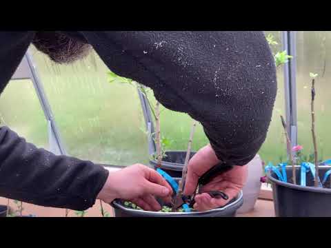 Blombacken ansar årets ympade fruktträd 16 maj