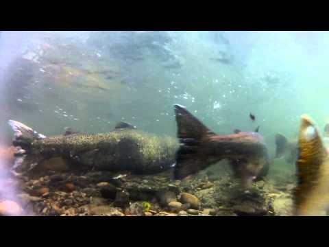 Salmon Swimming Upstream