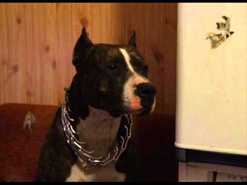 10 Harry PZR - Początek