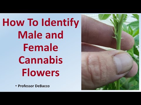 How To Identify Male and Female Cannabis Flowers