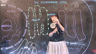 The Endomembrane System: Difference between Transport and Secretory Vesicles
