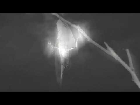 DreamWeaver ft. botanical anomaly - future perfect (90% slowed + reverb)