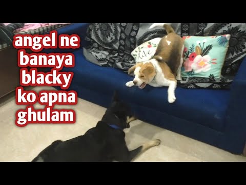 angel ne banaya blacky ko apna ghulam#meenablacky#streetdog#beagle