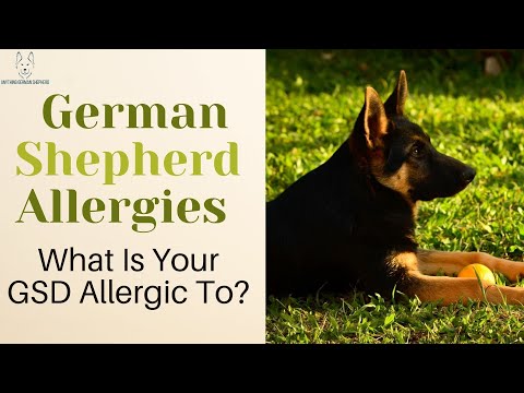 German Shepherd Allergies: What Is Your GSD Allergic To?