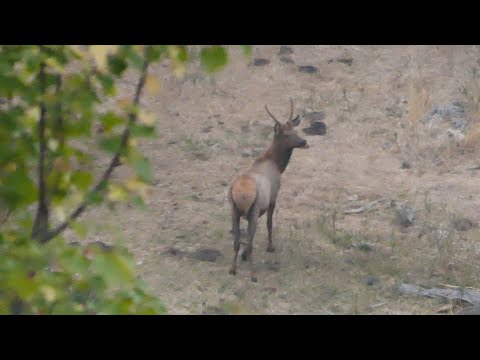 2020 Archery Elk (Oregon) - SHOTS FIRED!