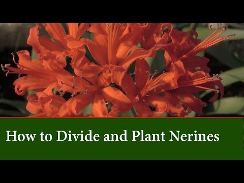 How to Grow and Divide Nerines - Varieties and Flower Colours.