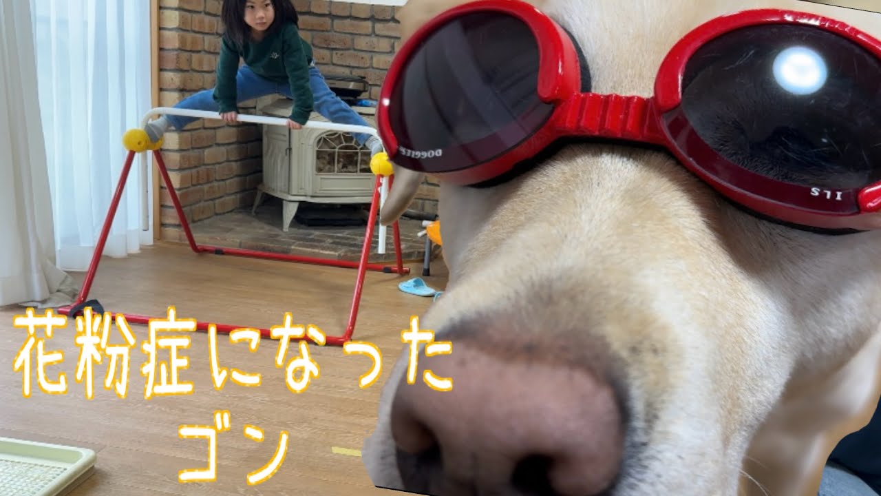 【ゆる動画】花粉症になったゴンにサングラスプレゼント