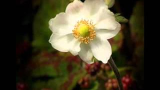 nana mouskouri  julio iglesias   se que volveras