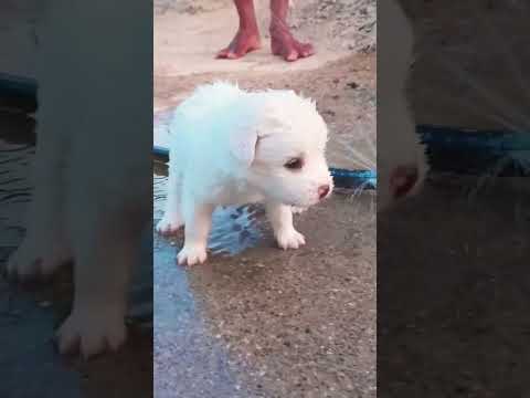 #viral #puppy #menu #bollywood #tollywood #harsh #hashtags