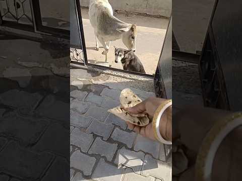 A Street Dog 🐕 Moments #dog #doglover #dogs #dogshorts #funnydog #funnydogs #dogvideos