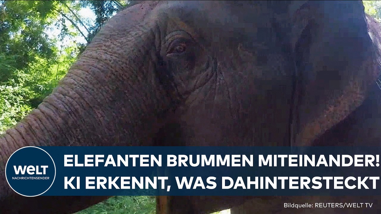 TIERFORSCHUNG: Elefanten brummen zur Verständigung – KI erkennt sechs verschiedene Situationen!