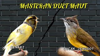 Download lagu MASTERAN MURAI BATU, KENARI GACOR VS CUCAK JENGGOT GACOR FULL TEMBAKAN mp3 Download lagu MASTERAN MURAI BATU, KENARI GACOR VS CUCAK JENGGOT GACOR FULL TEMBAKAN mp3