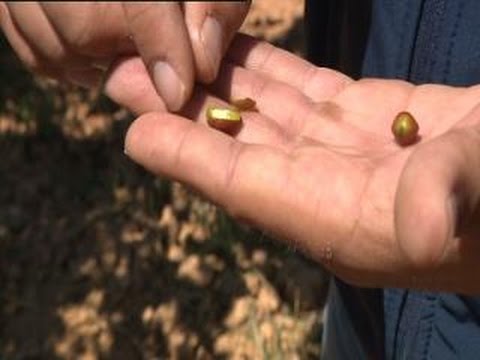 Fotograma del vídeo: Pistachos en Estercuel