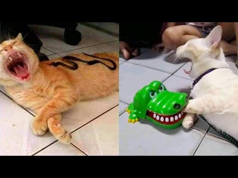Funniest Cats 😹- Best Of The 2022 Funny Cat and Dog Videos 😂- Family Cats