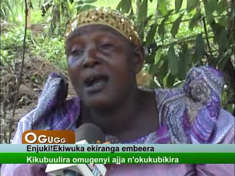 Oguggwa: Enjuki! Ekiwuka ekiranga embeera