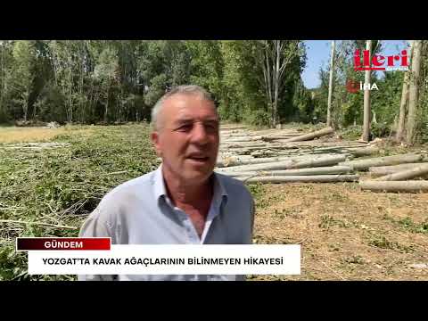 Yozgat’ta kavak ağaçlarının bilinmeyen hikayesi: Eskiden başlık parasıydı | İleri Gazetesi
