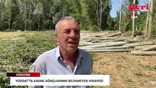 Yozgat’ta kavak ağaçlarının bilinmeyen hikayesi: Eskiden başlık parası