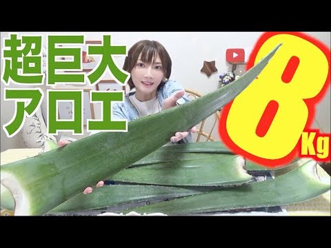 download lagu mp3 mp4 Aloe Vera In Japanese, download lagu Aloe Vera In Japanese gratis, unduh video klip Aloe Vera In Japanese