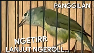 Download lagu OPIOR JAWA JANTAN BIRAHI❗SUARANYA BIKIN OPIOR LAIN EMOSI BUKA PARUH ❗ mp3