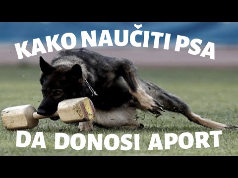 Kako naučiti psa da donosi aport