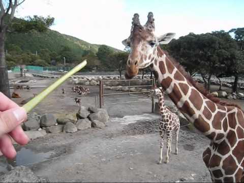 Missqulater Scared Cute Giraffe