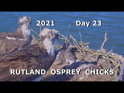 Rutland Osprey Nest with Chicks - 2021 - Day 23 - Intruder