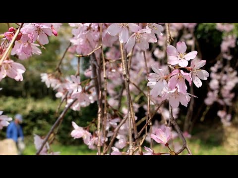 北本市動画コンテスト応募作品「高尾さくら公園」