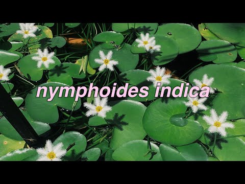 nymphoides indica