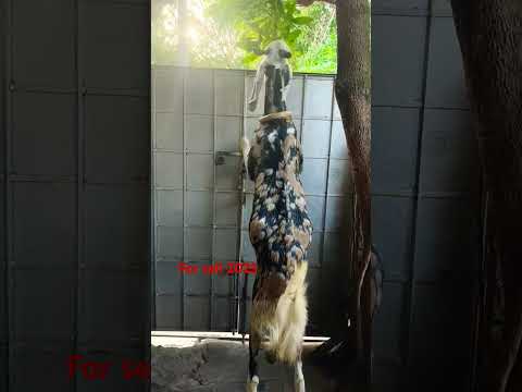 gujari 2025 top quality