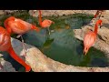 FlaminGO To The Stone Zoo