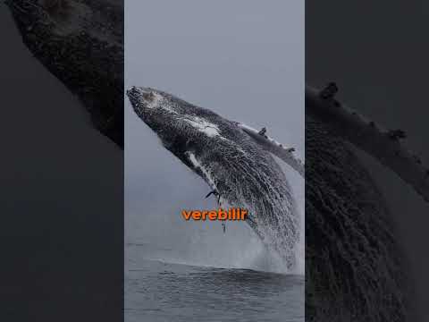 Balinalar Neden Sudan Dışarı Sıçrar? 🐋🌊