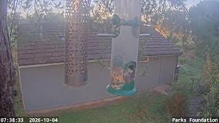 Dorset · Winton Bird Feeder live stream