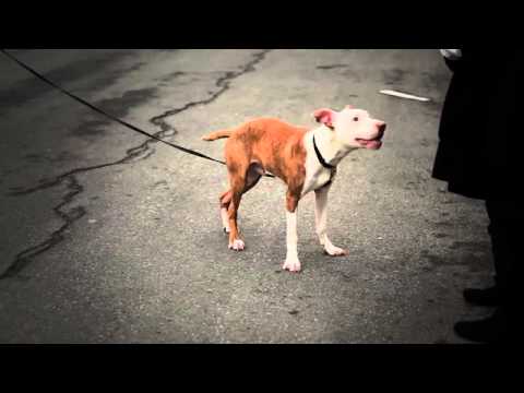 Prince, an adopted Pit Bull Terrier Mix in Binghamton, NY_image-1