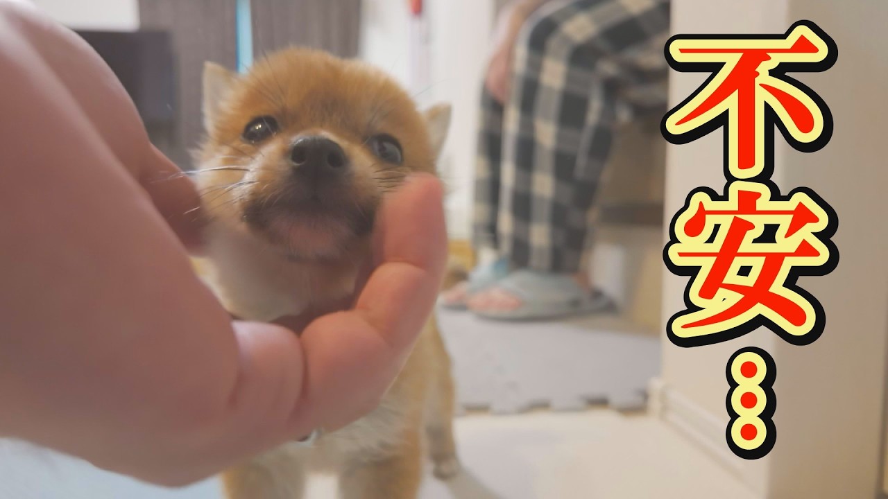 栄養失調で迎えた子犬は、明らかに元気がなく不安が募ります・・・