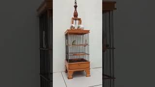 Download lagu pleci pacitan fore sale mp3 Download lagu pleci pacitan fore sale mp3