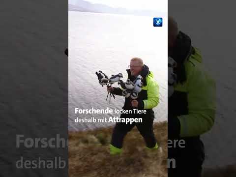 Video Thumbnail: Plastikvögel locken Papageitaucher #tagesschau